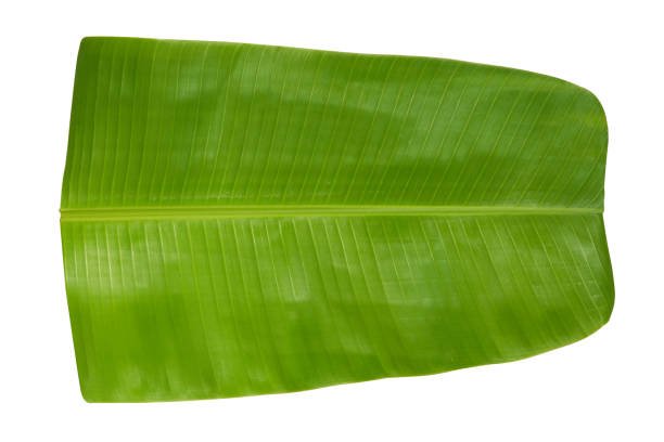 Banana Leaf